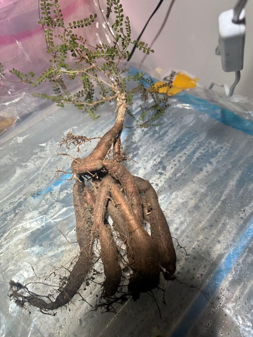 【5年株】【タンク8以上】パキプス