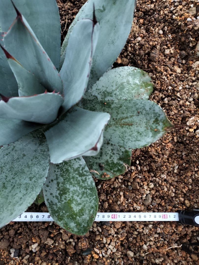 【US美株】パリートランカータ 約50cm アガベ