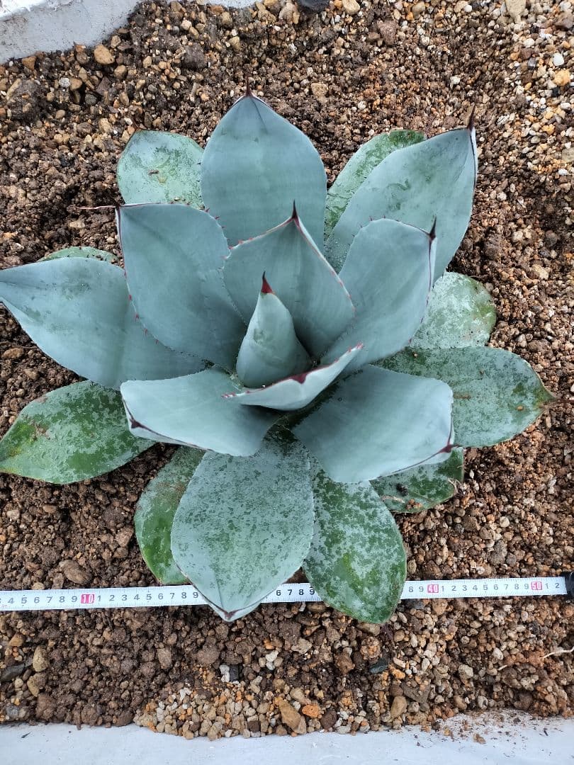 【US美株】パリートランカータ 約50cm アガベ