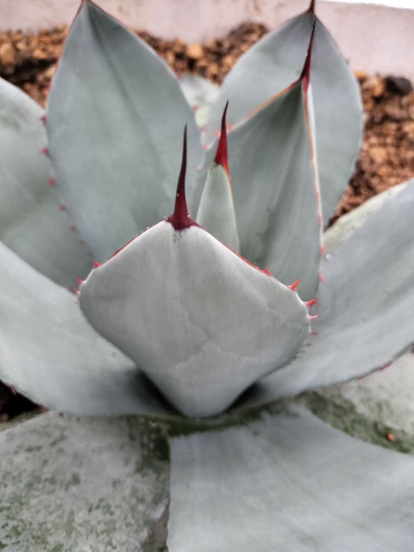 【US美株】パリートランカータ 約50cm アガベ