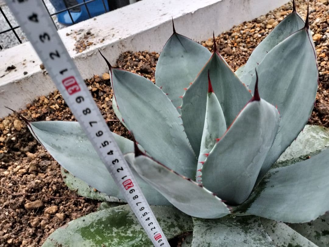 【US美株】パリートランカータ 約50cm アガベ