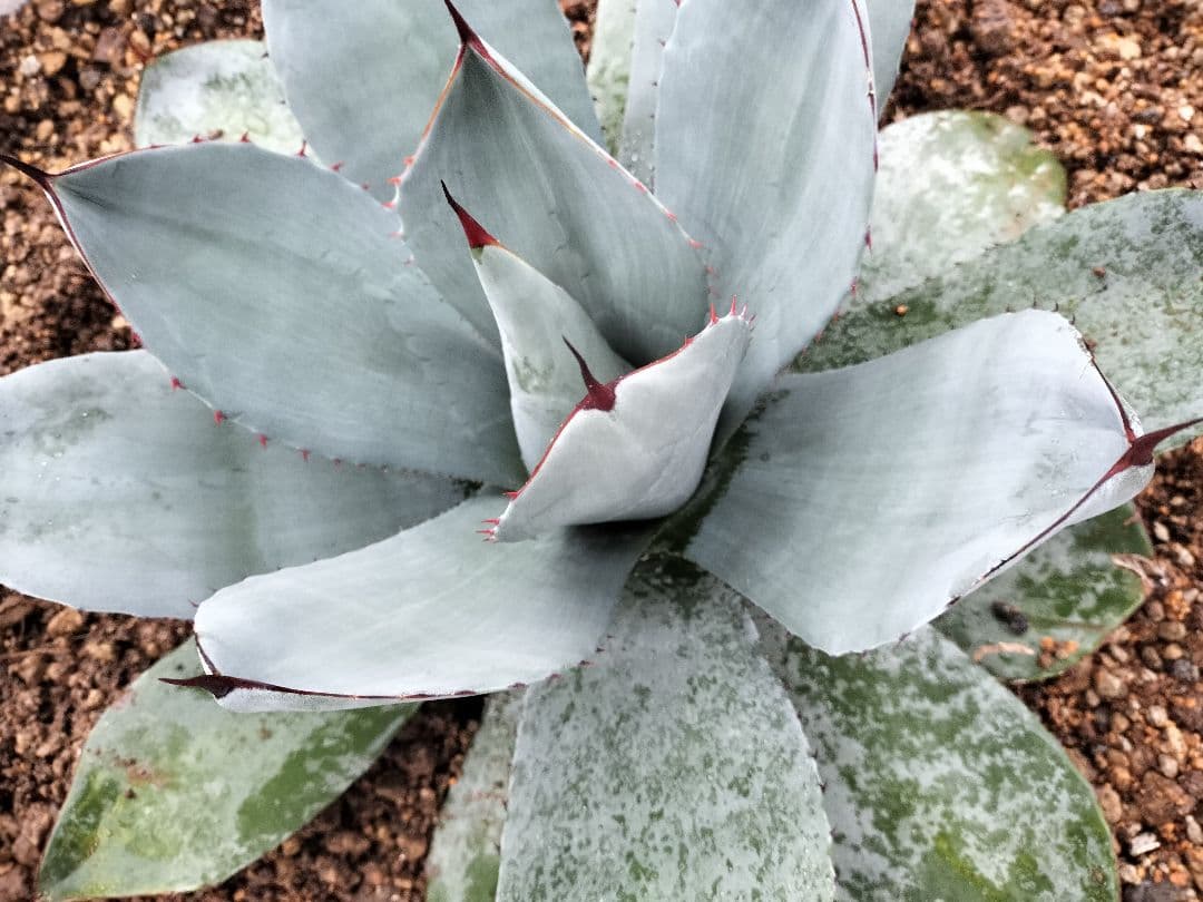 【US美株】パリートランカータ 約50cm アガベ