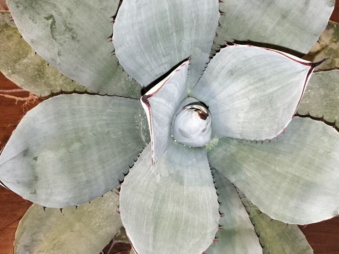 【US美株】パリートランカータ 約50cm アガベ