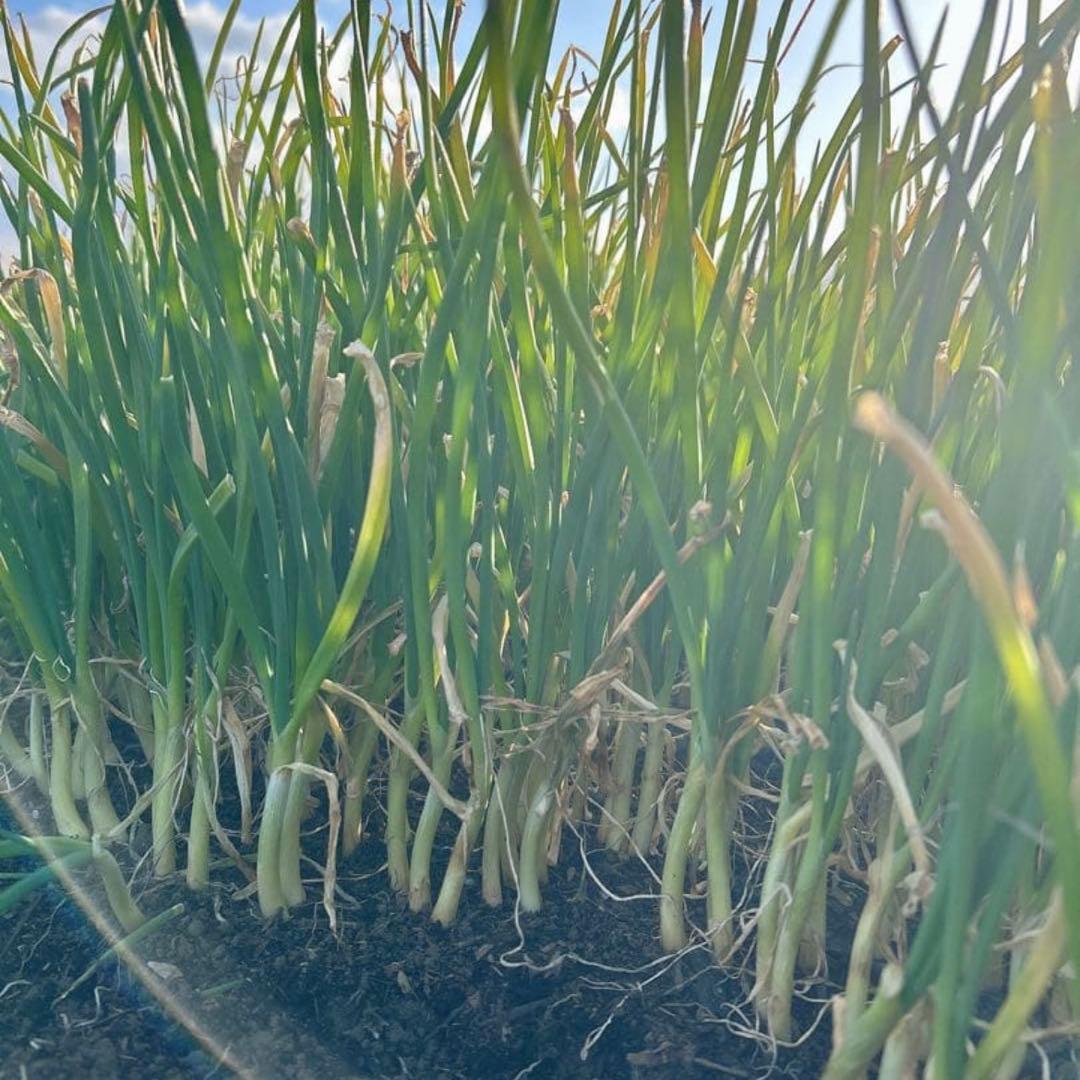 （終売間近）タマネギ苗 1000本　ターザン