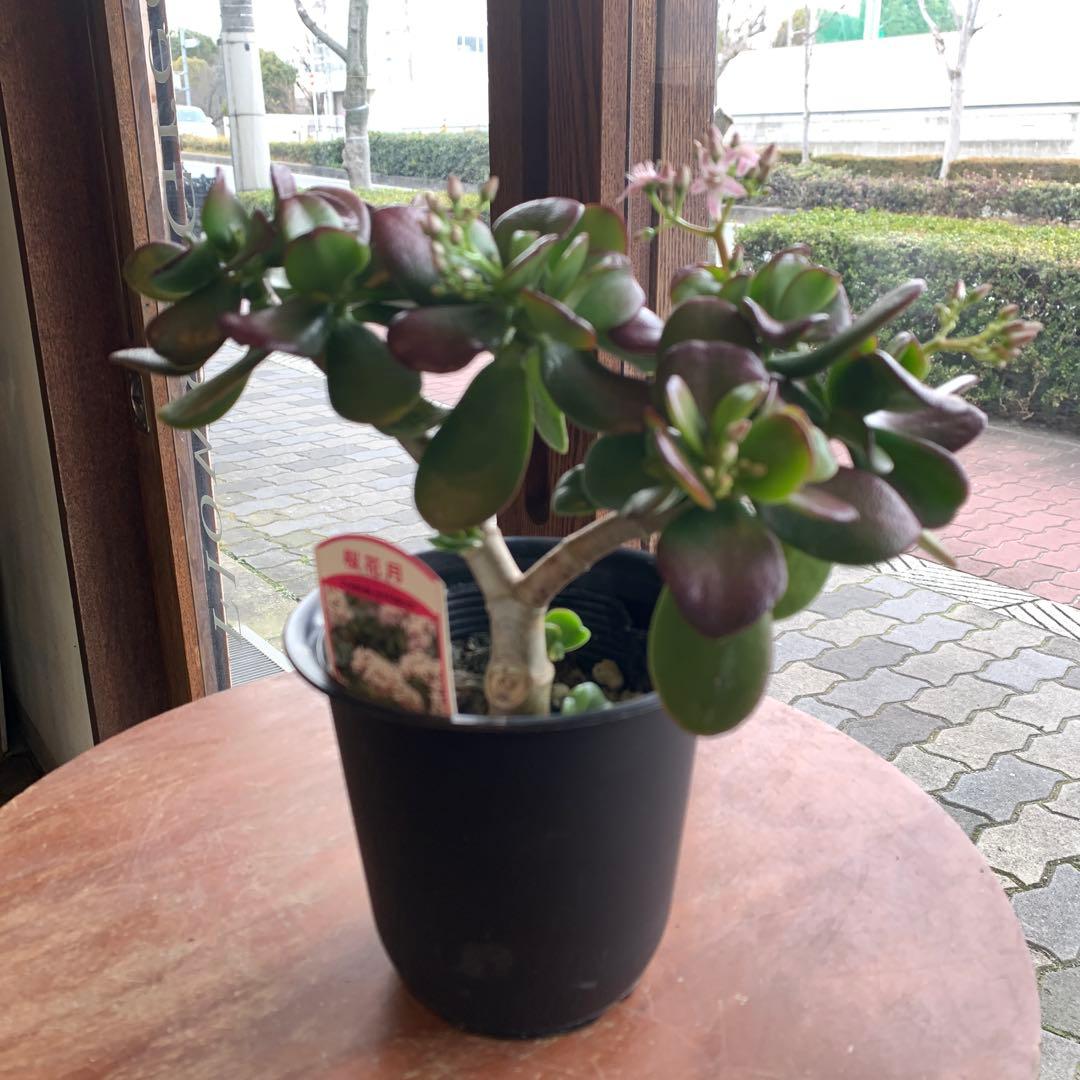 金のなる木 桜花月 4号鉢サイズ 鉢植え カネノナルキ 金の成る木 多肉