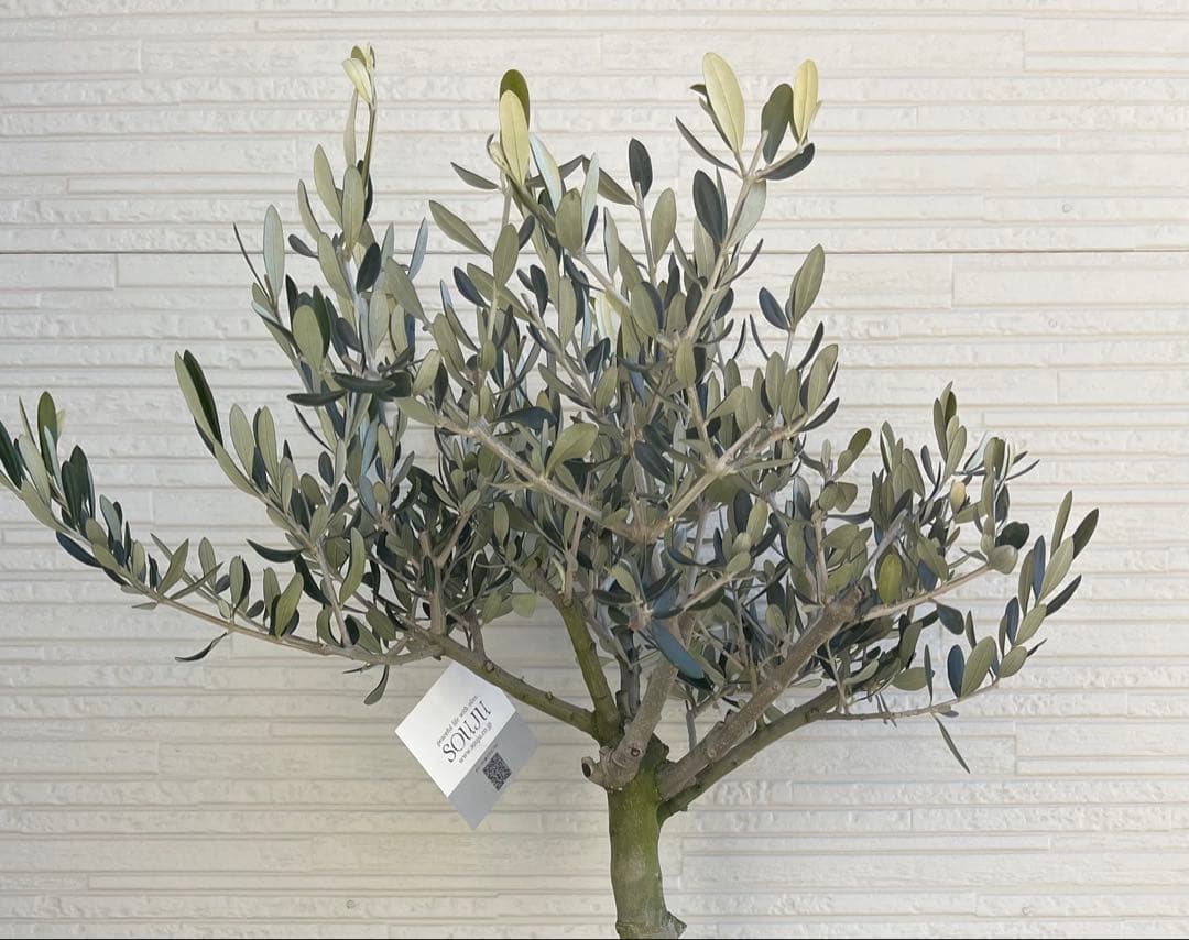【SOUJU】オリーブ　オリーブの木　ルッカ　美樹形　幹太　極太　No.23