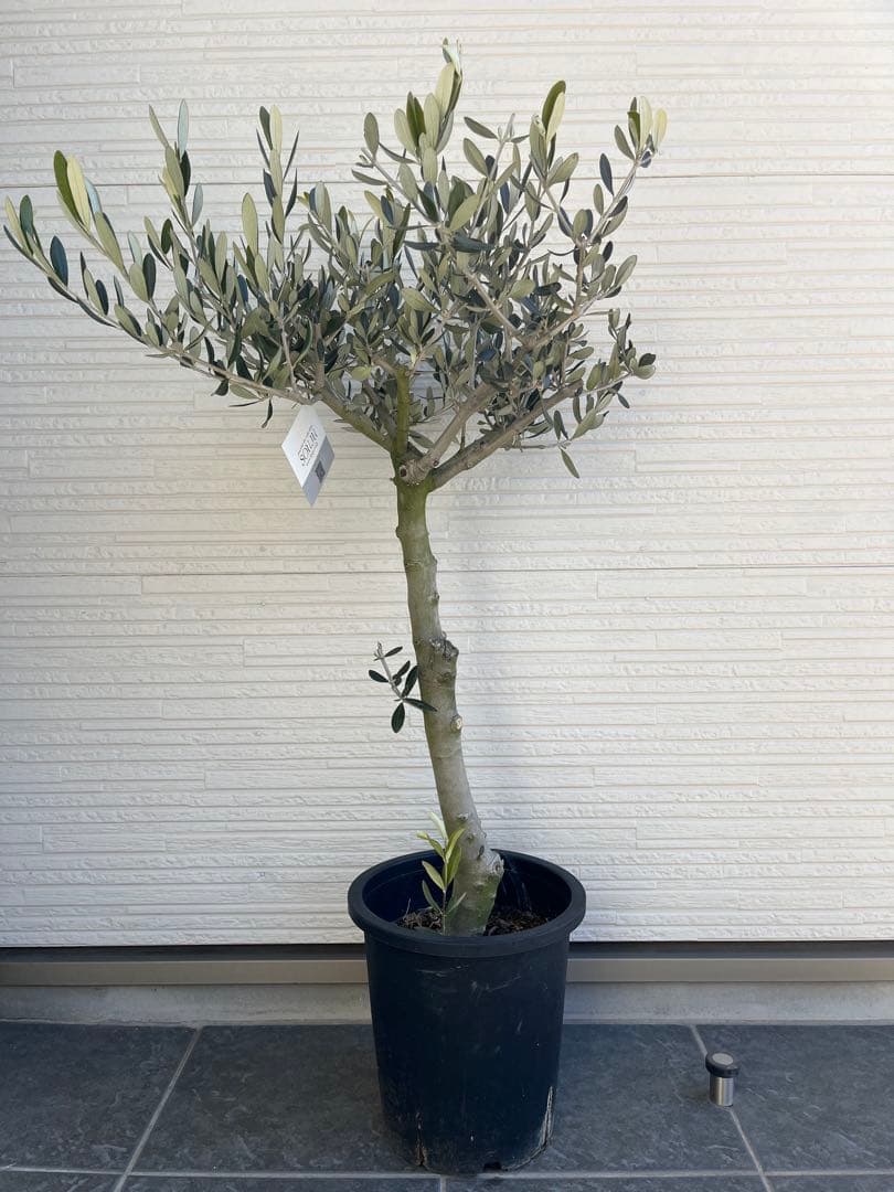 【SOUJU】オリーブ　オリーブの木　ルッカ　美樹形　幹太　極太　No.23