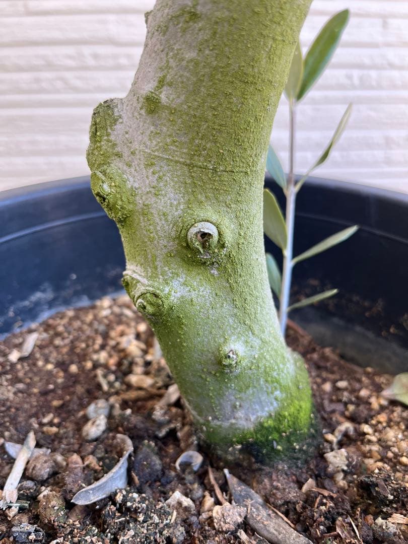 【SOUJU】オリーブ　オリーブの木　ルッカ　美樹形　幹太　極太　No.23