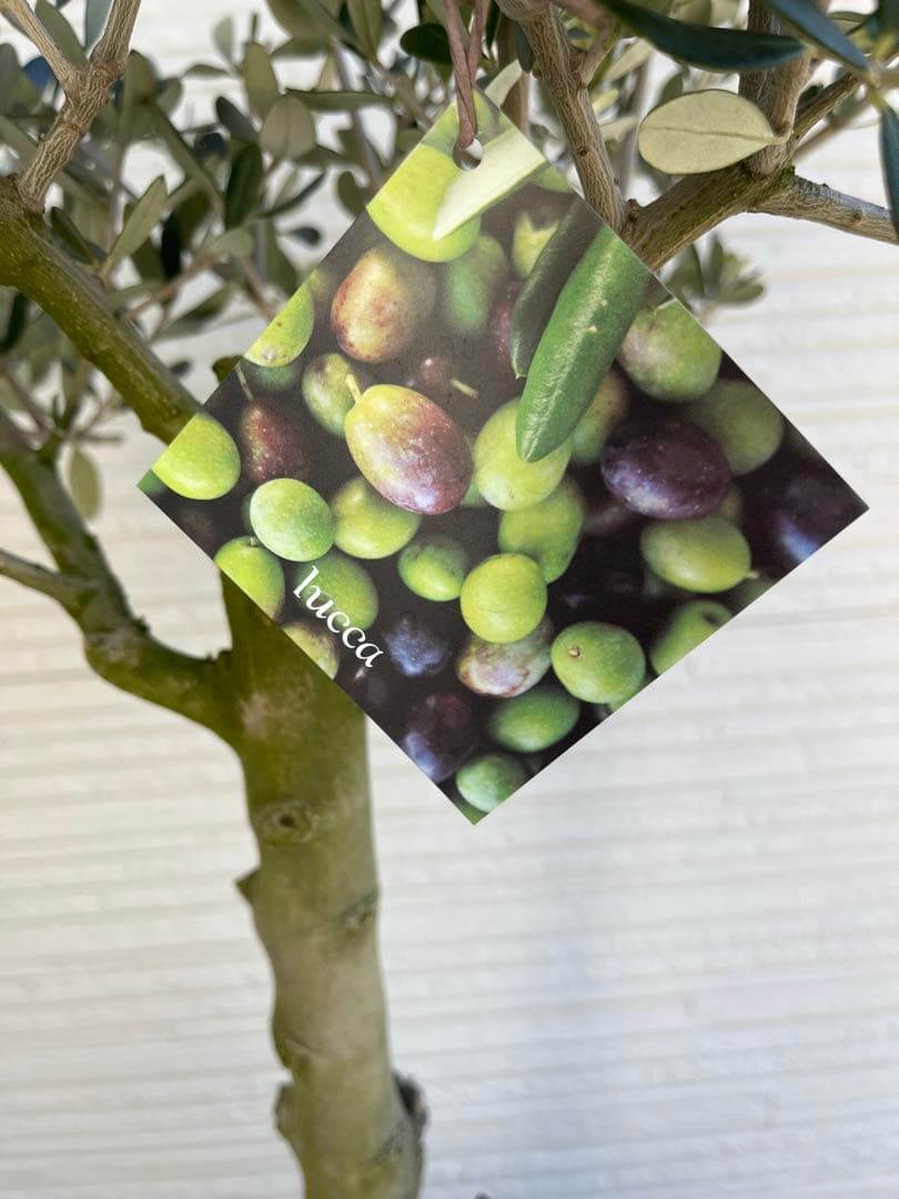 【SOUJU】オリーブ　オリーブの木　ルッカ　美樹形　幹太　極太　No.23