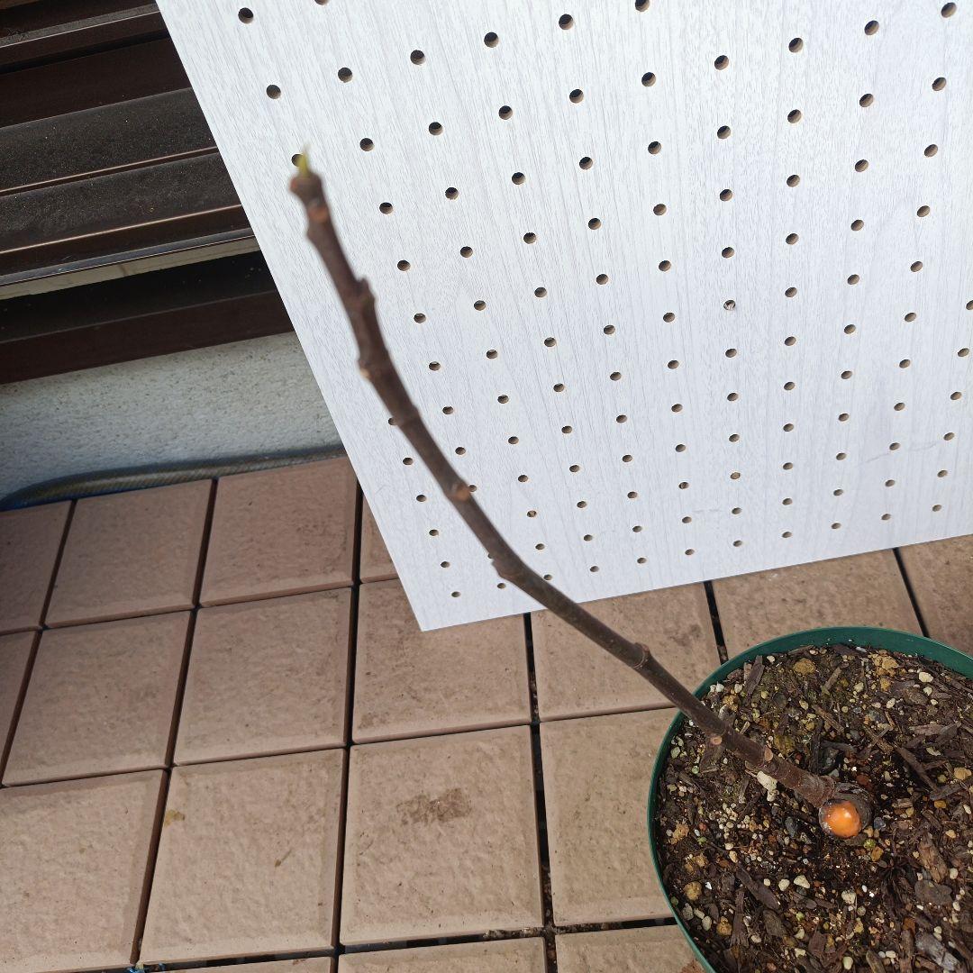 古賀作治★確認用★White　Madeira　＃1