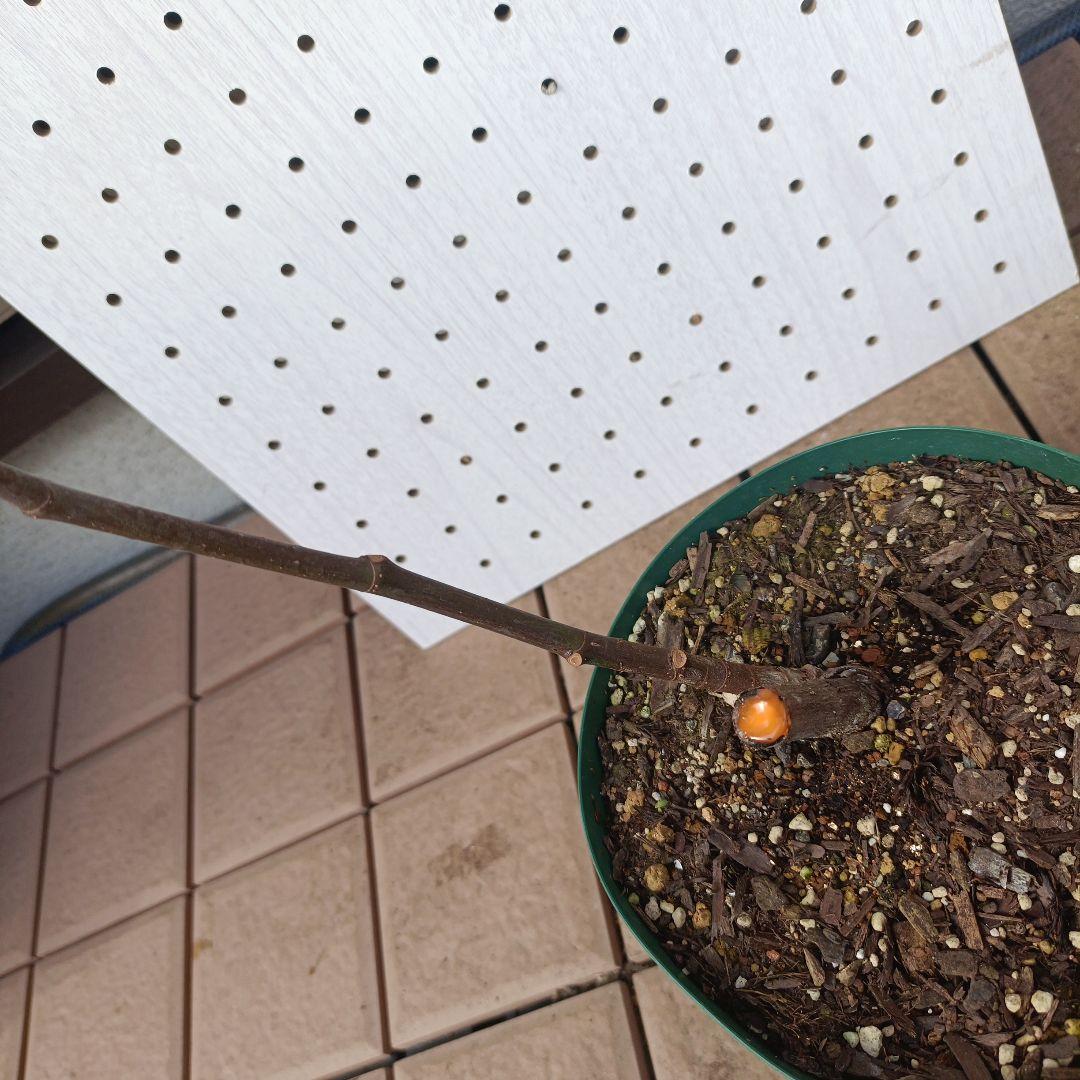 古賀作治★確認用★White　Madeira　＃1