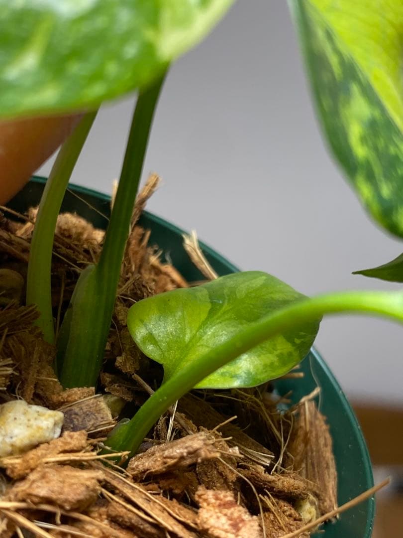 超希少‼️超極斑‼️】モンステラ エレクトロライト 斑入り レア 人気