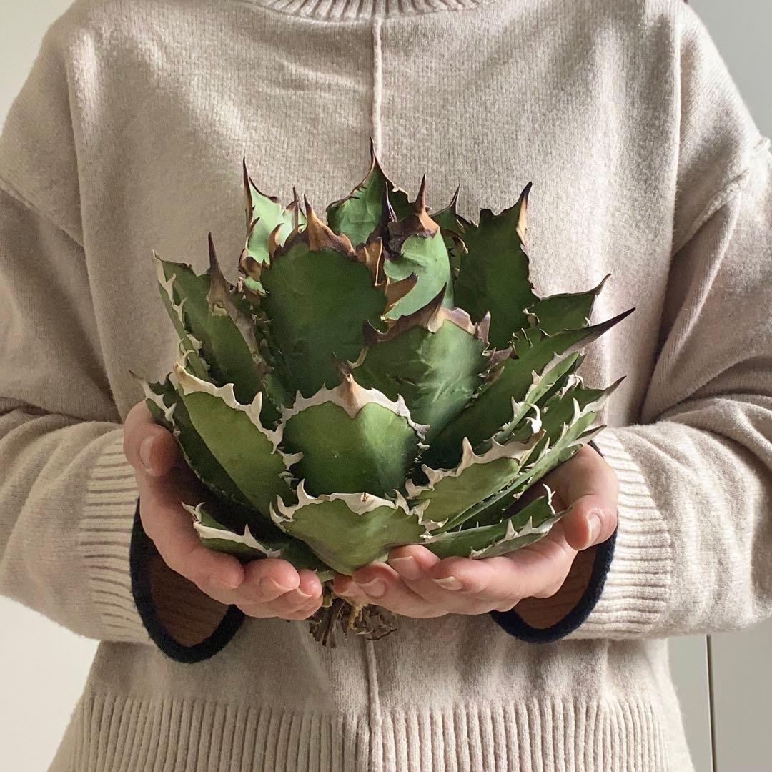 y*p様 F11214★オークション販売★イラン産 アガベ チタノタ レッドヴェ