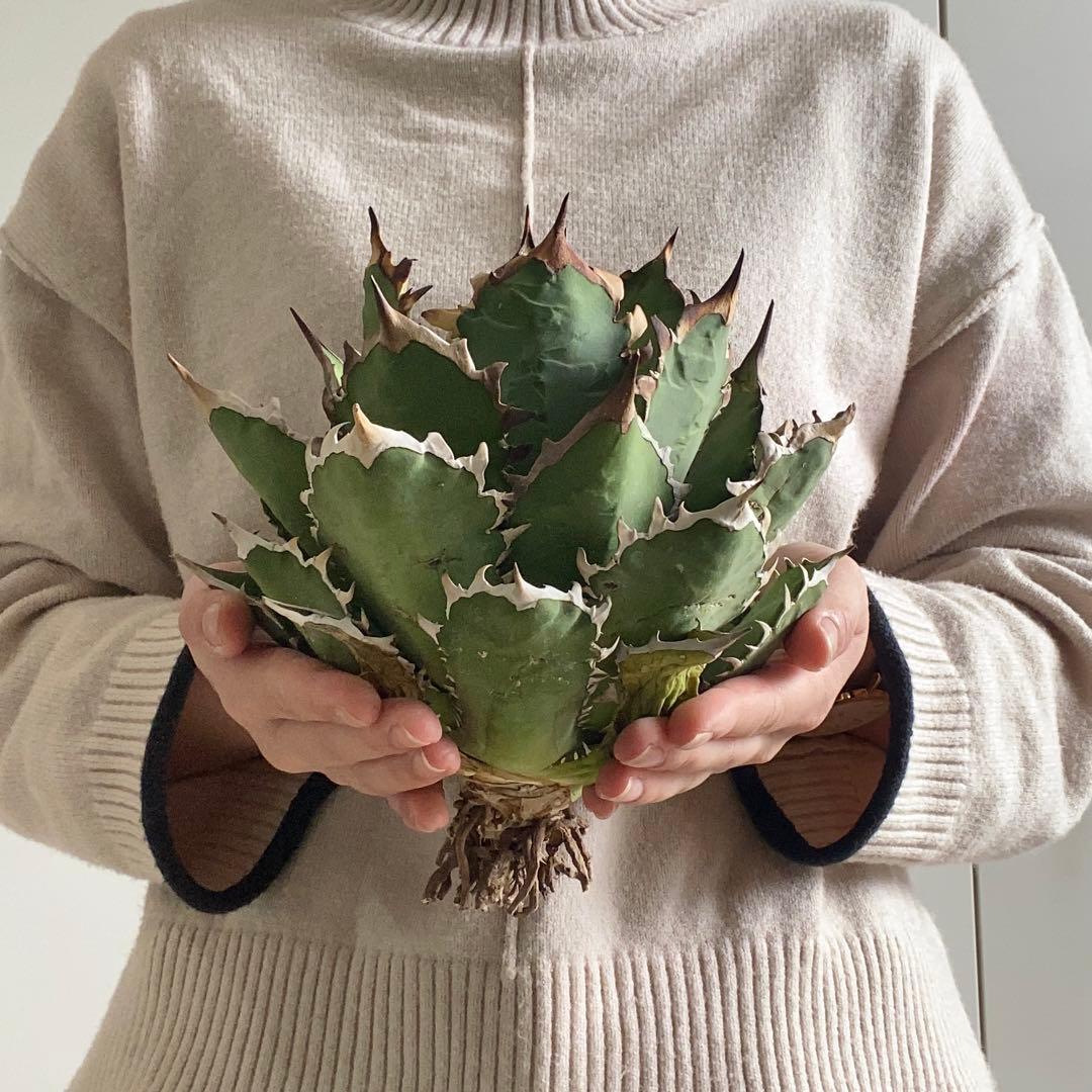 y*p様 F11214★オークション販売★イラン産 アガベ チタノタ レッドヴェ