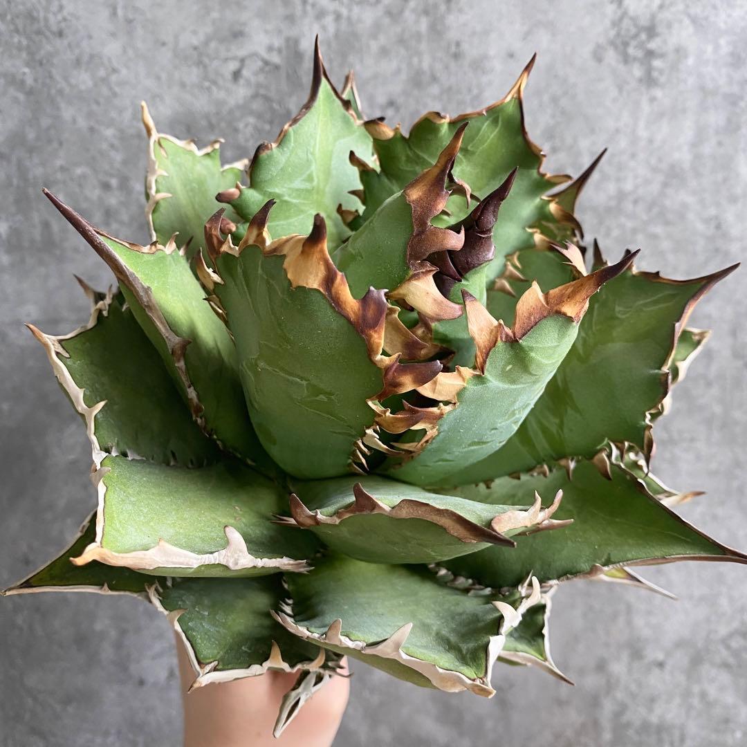 y*p様 F11214★オークション販売★イラン産 アガベ チタノタ レッドヴェ