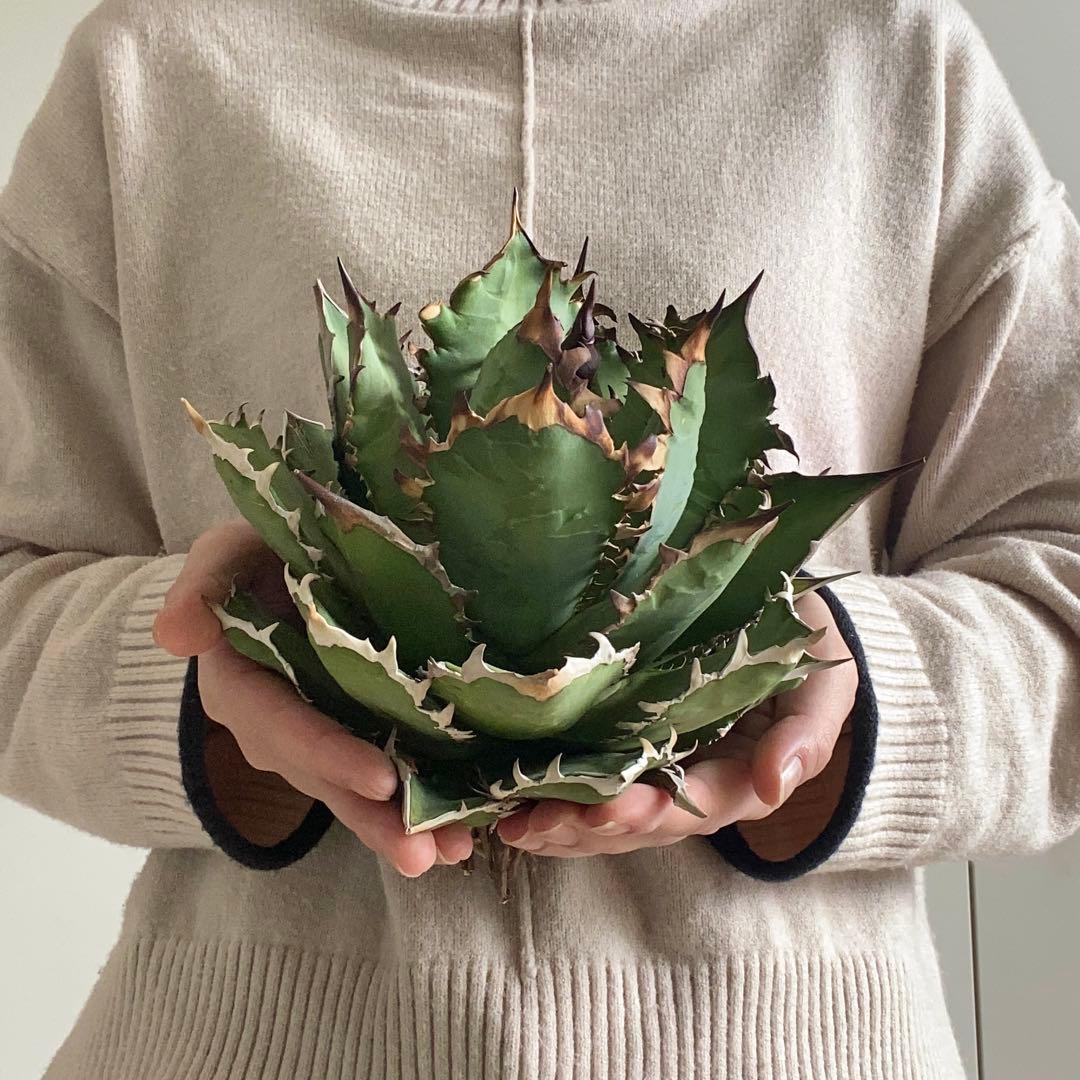 y*p様 F11214★オークション販売★イラン産 アガベ チタノタ レッドヴェ