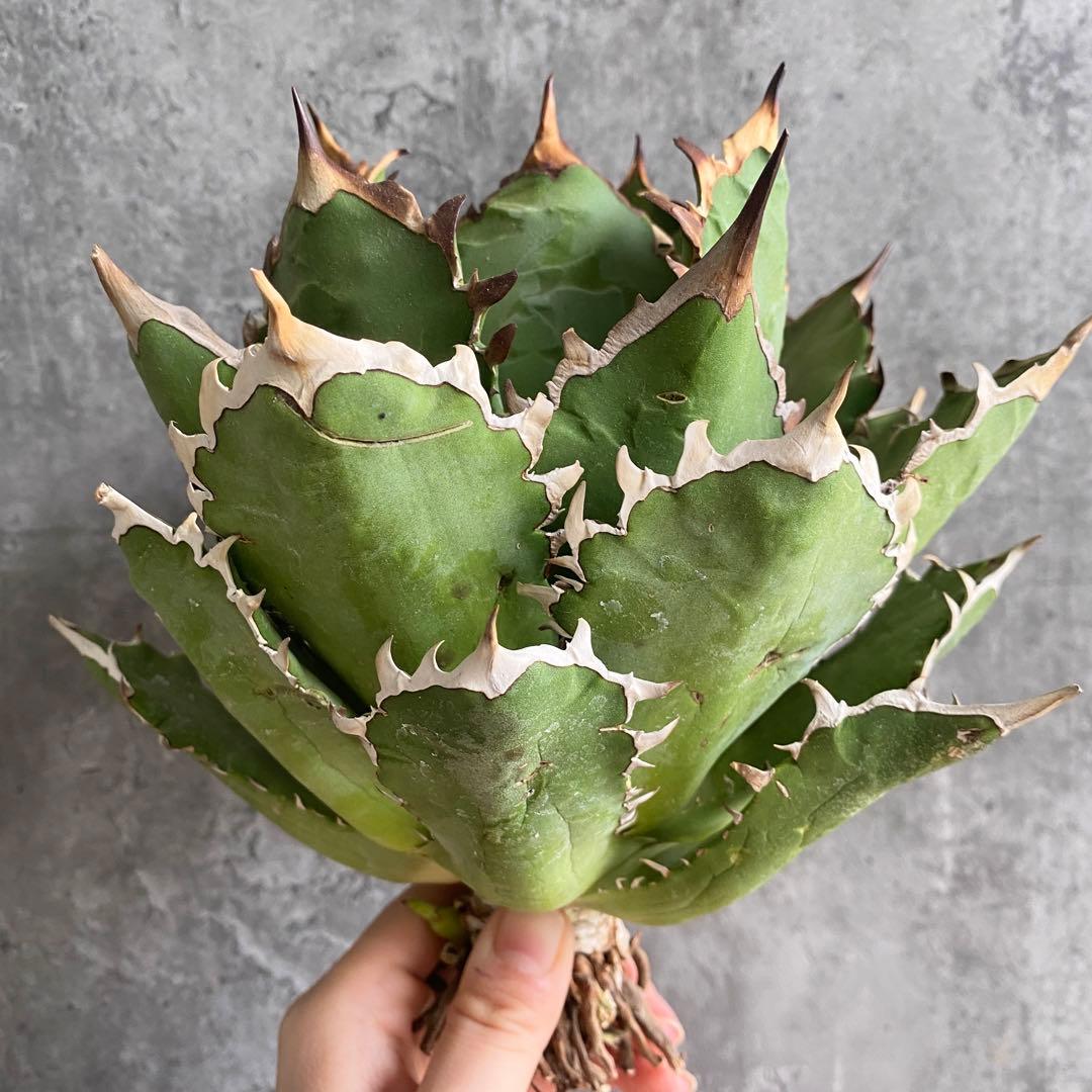 y*p様 F11214★オークション販売★イラン産 アガベ チタノタ レッドヴェ