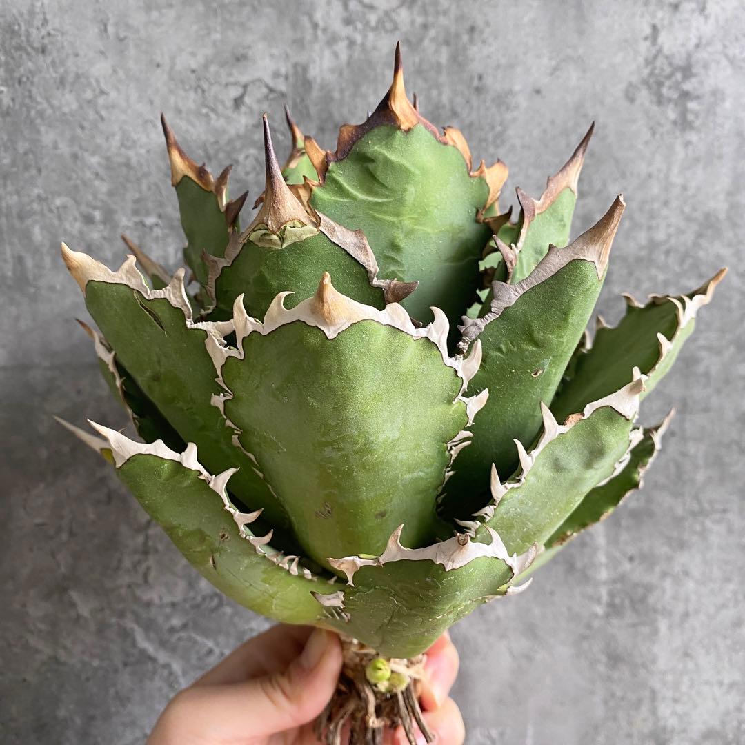 y*p様 F11214★オークション販売★イラン産 アガベ チタノタ レッドヴェ