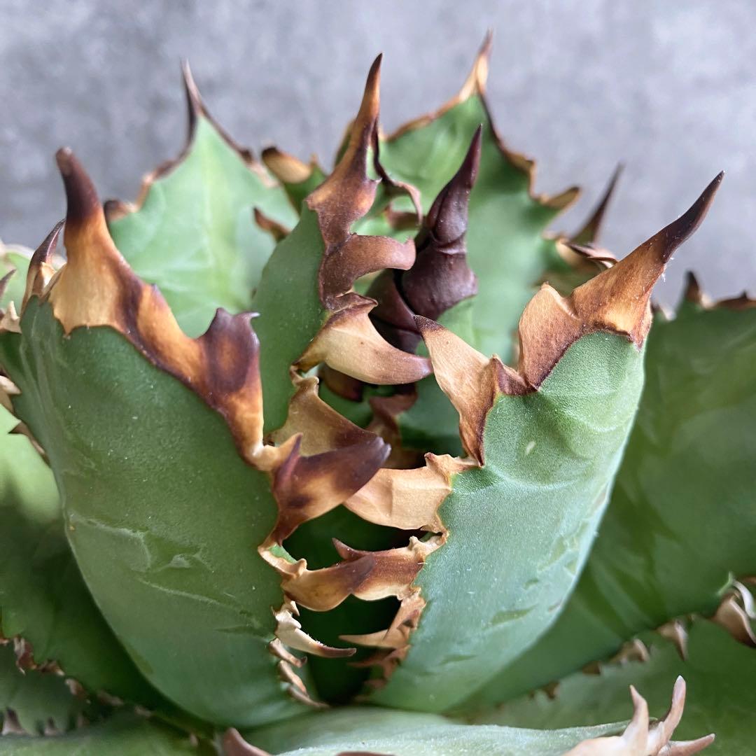 y*p様 F11214★オークション販売★イラン産 アガベ チタノタ レッドヴェ