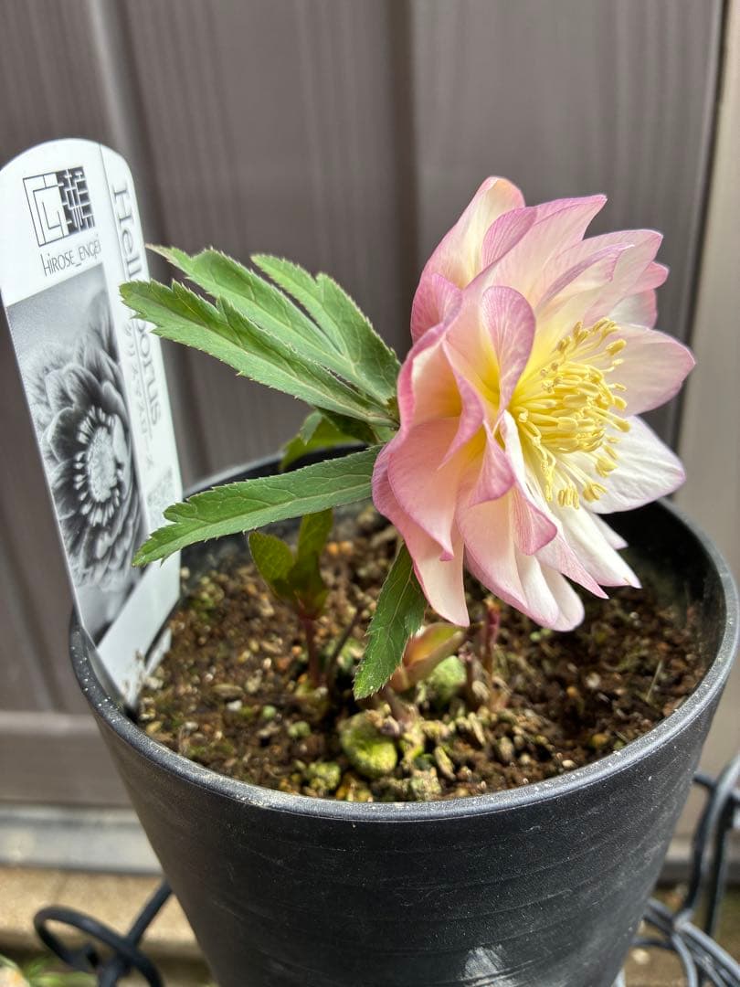 ♡広瀬園芸♡ ピンクホワイトオーレア透明感 - メルカリ