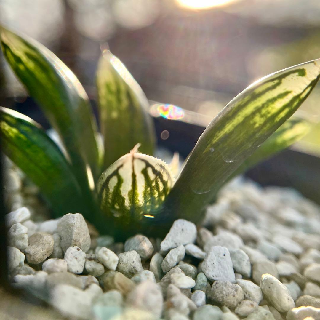 ハオルチア ナイルの一滴(ハオルシア多肉植物) - メルカリ