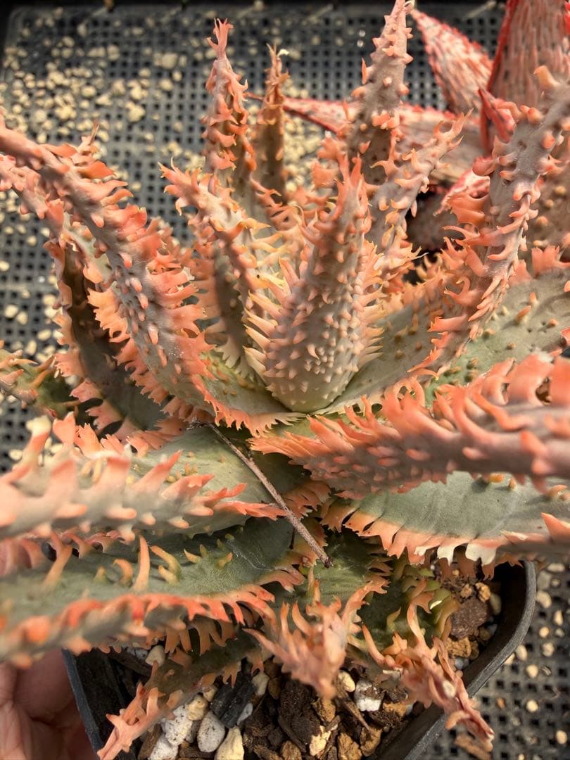 アロエ ハイブリッド Aloe hybrid 第四種 Fe−43 - メルカリ