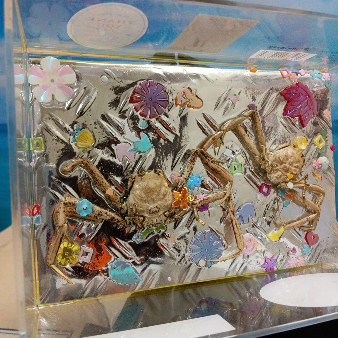 平家蟹稀少レア源平合戦下関壇之浦屋島檀ノ浦平家怨霊人面蟹リアル凹凸立体ペア標本品