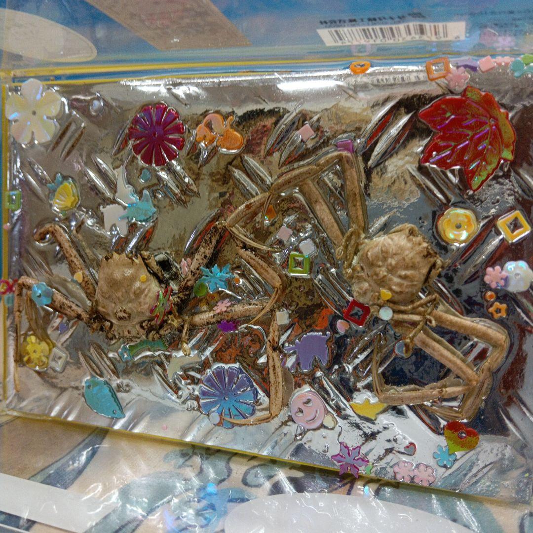 平家蟹稀少レア源平合戦下関壇之浦屋島檀ノ浦平家怨霊人面蟹リアル凹凸立体ペア標本品