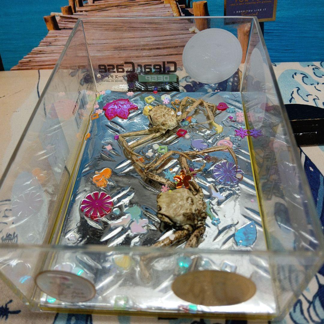 平家蟹稀少レア源平合戦下関壇之浦屋島檀ノ浦平家怨霊人面蟹リアル凹凸立体ペア標本品