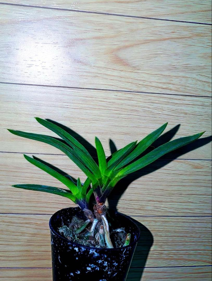 富貴蘭「恋心」素地羅紗葉に縞の超多色花品（ラスト品）