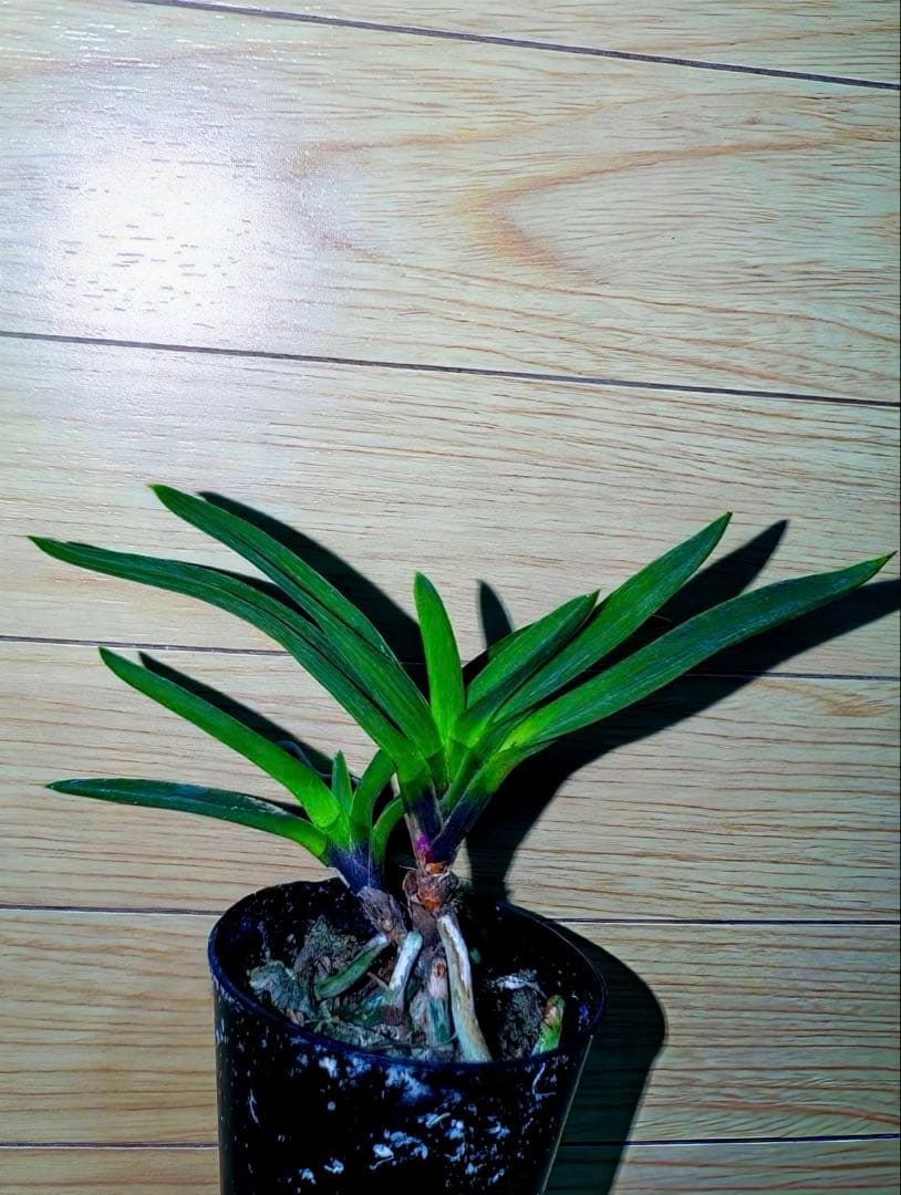 富貴蘭「恋心」素地羅紗葉に縞の超多色花品（ラスト品）