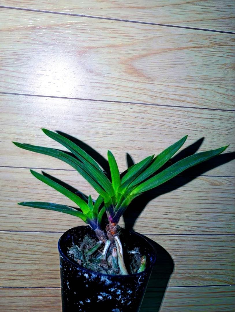 富貴蘭「恋心」素地羅紗葉に縞の超多色花品（ラスト品）