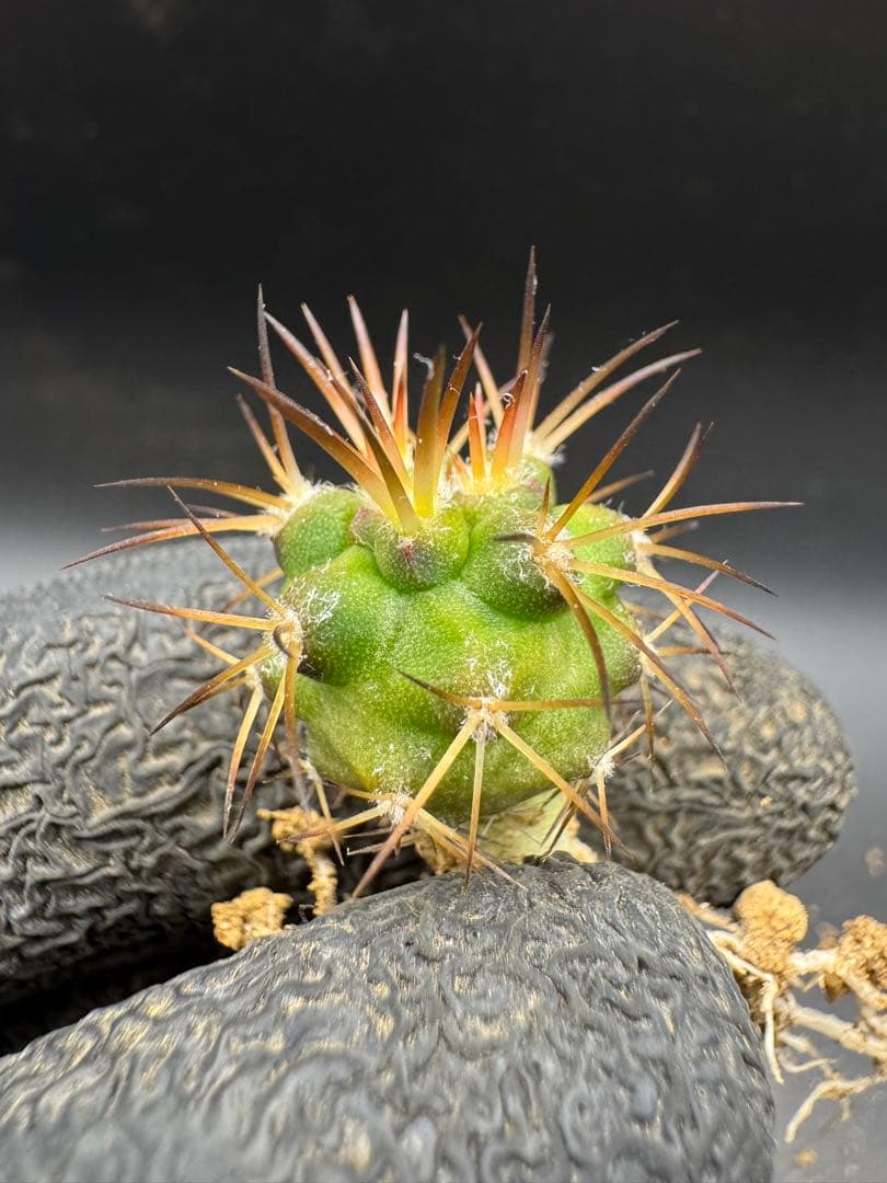 Yu-様 リクエスト 5点 まとめ商品