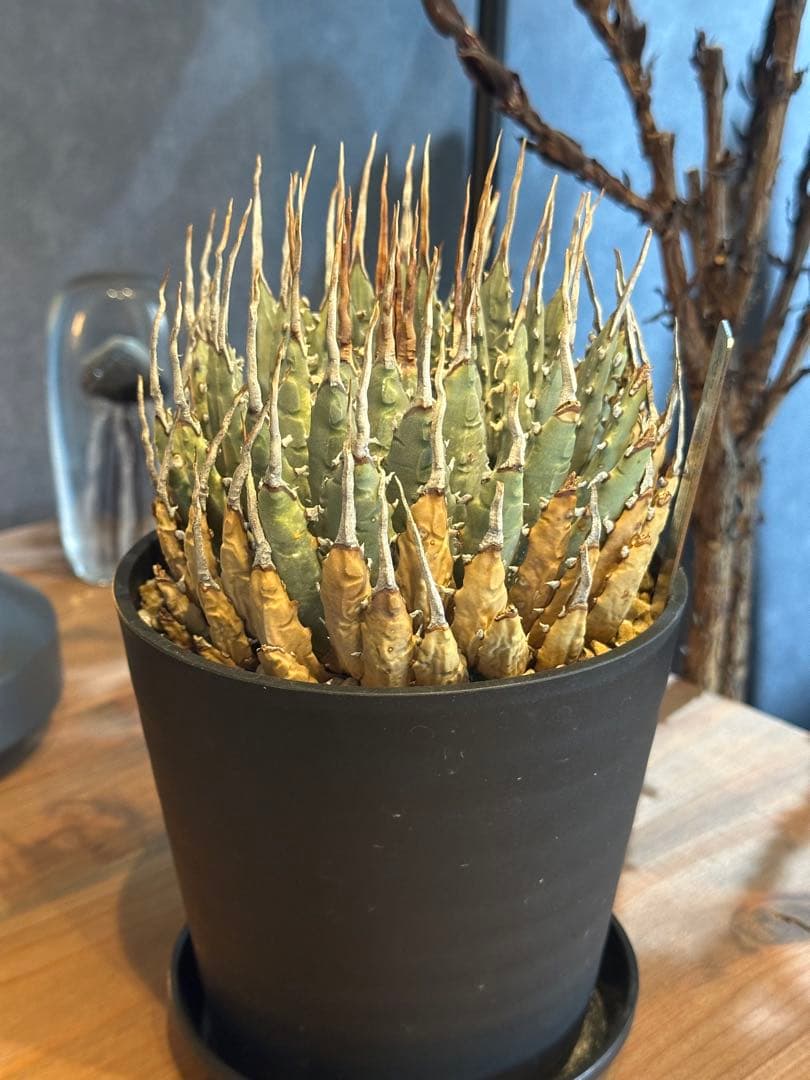 エボリスピナ　アガベ　ユタエンシス　発根済み