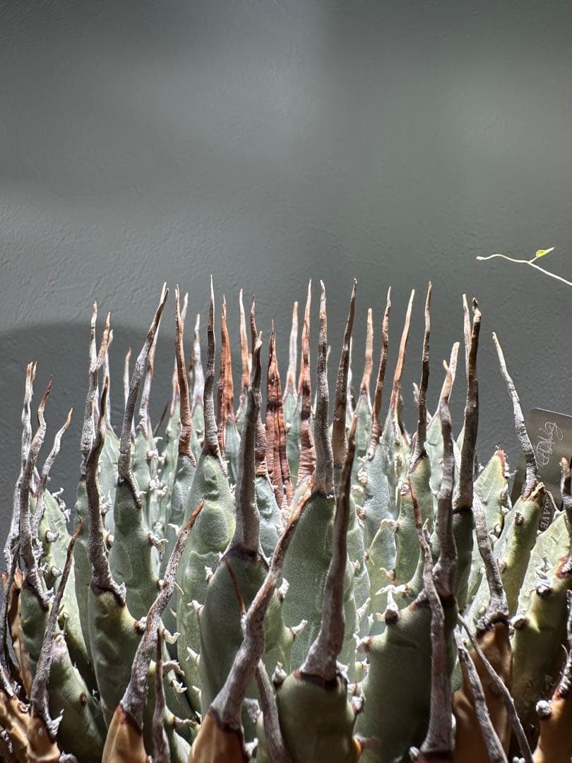 エボリスピナ　アガベ　ユタエンシス　発根済み