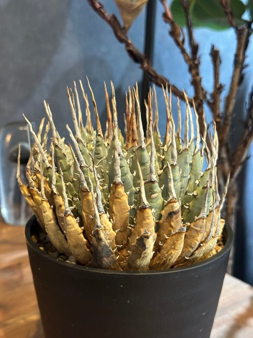 エボリスピナ　アガベ　ユタエンシス　発根済み