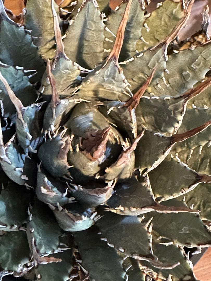 エボリスピナ　アガベ　ユタエンシス　発根済み