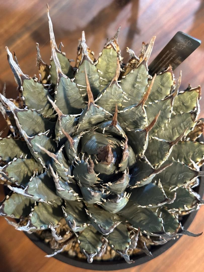 エボリスピナ　アガベ　ユタエンシス　発根済み