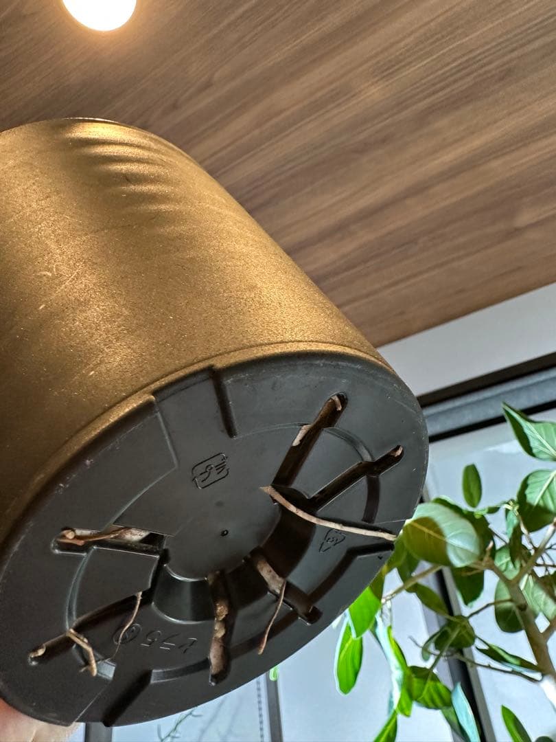 エボリスピナ　アガベ　ユタエンシス　発根済み