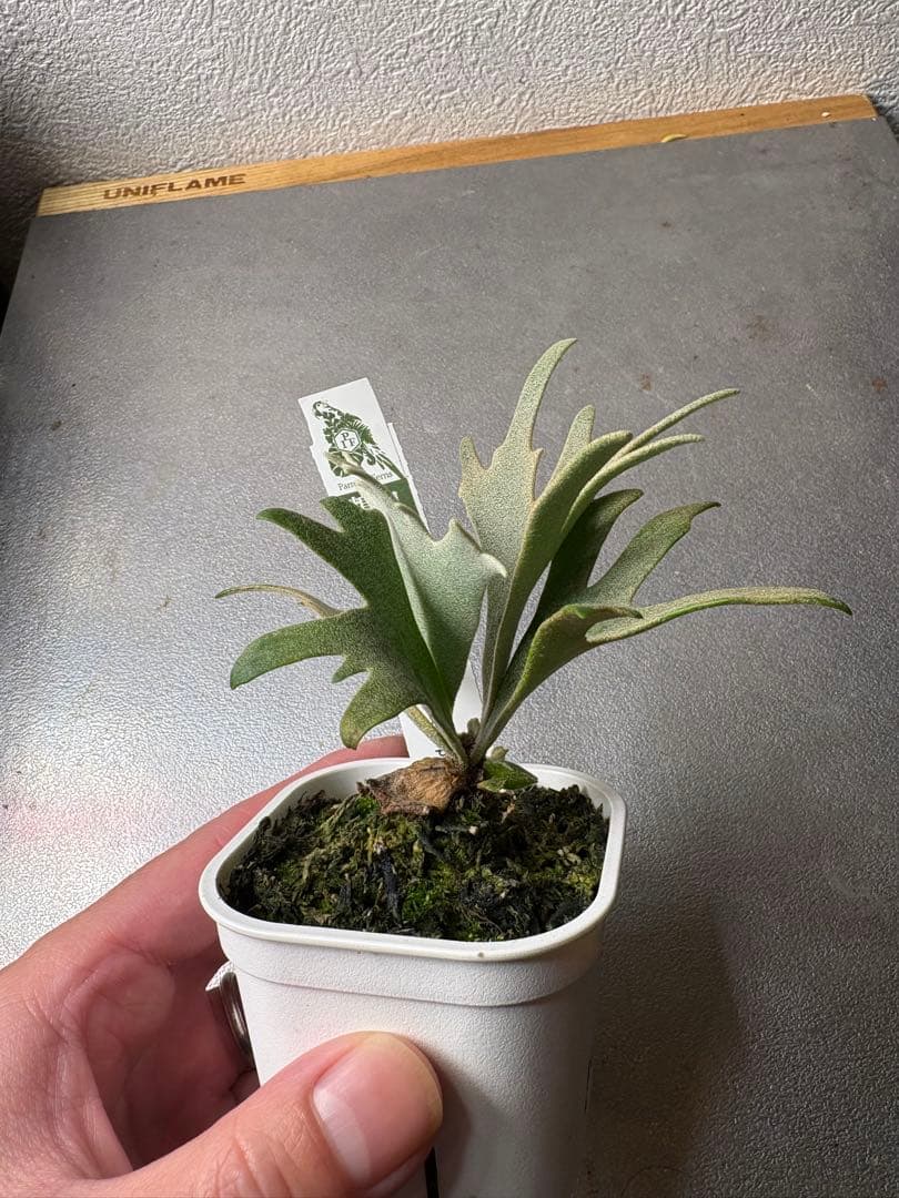 P. Willincki cv.Sweet moon sporeling - メルカリ