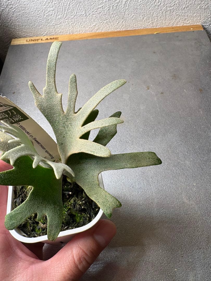 P. Willincki cv.Sweet moon sporeling - メルカリ