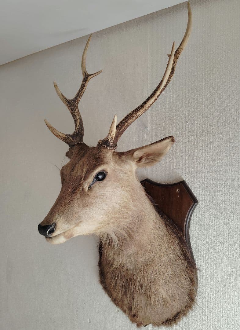 日本鹿 剥製 壁掛け ハンティングトロフィー 木製台座付き インテリア