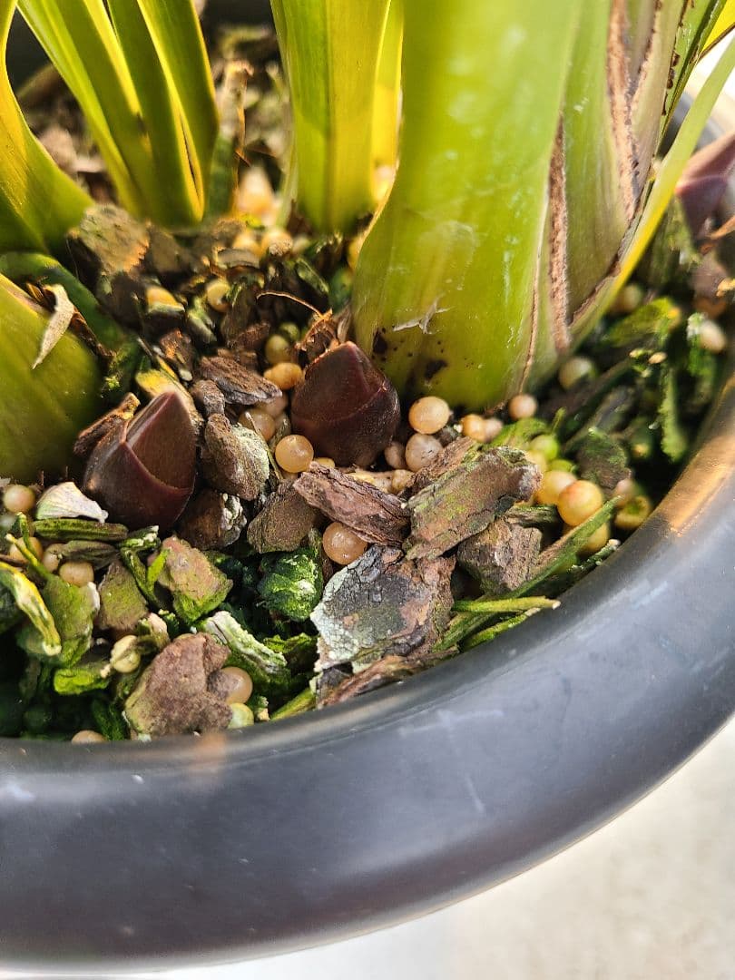 フォアゴットンフルーツ。花芽3個。5鉢セット。蜜蜂誘引蘭。日本蜜蜂