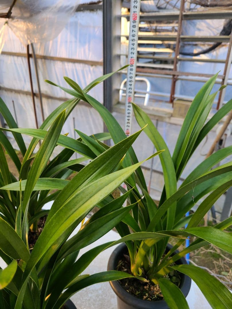 フォアゴットンフルーツ。花芽3個。5鉢セット。蜜蜂誘引蘭。日本蜜蜂