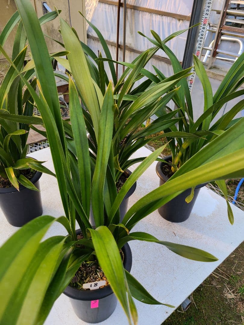 フォアゴットンフルーツ。花芽3個。5鉢セット。蜜蜂誘引蘭。日本蜜蜂