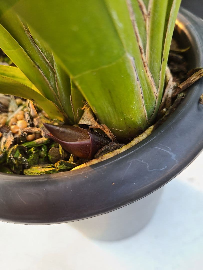 フォアゴットンフルーツ。花芽3個。5鉢セット。蜜蜂誘引蘭。日本蜜蜂