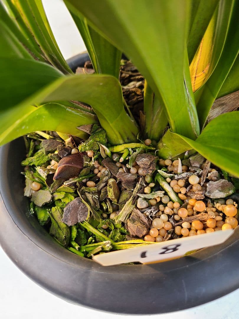 フォアゴットンフルーツ。花芽3個。5鉢セット。蜜蜂誘引蘭。日本蜜蜂