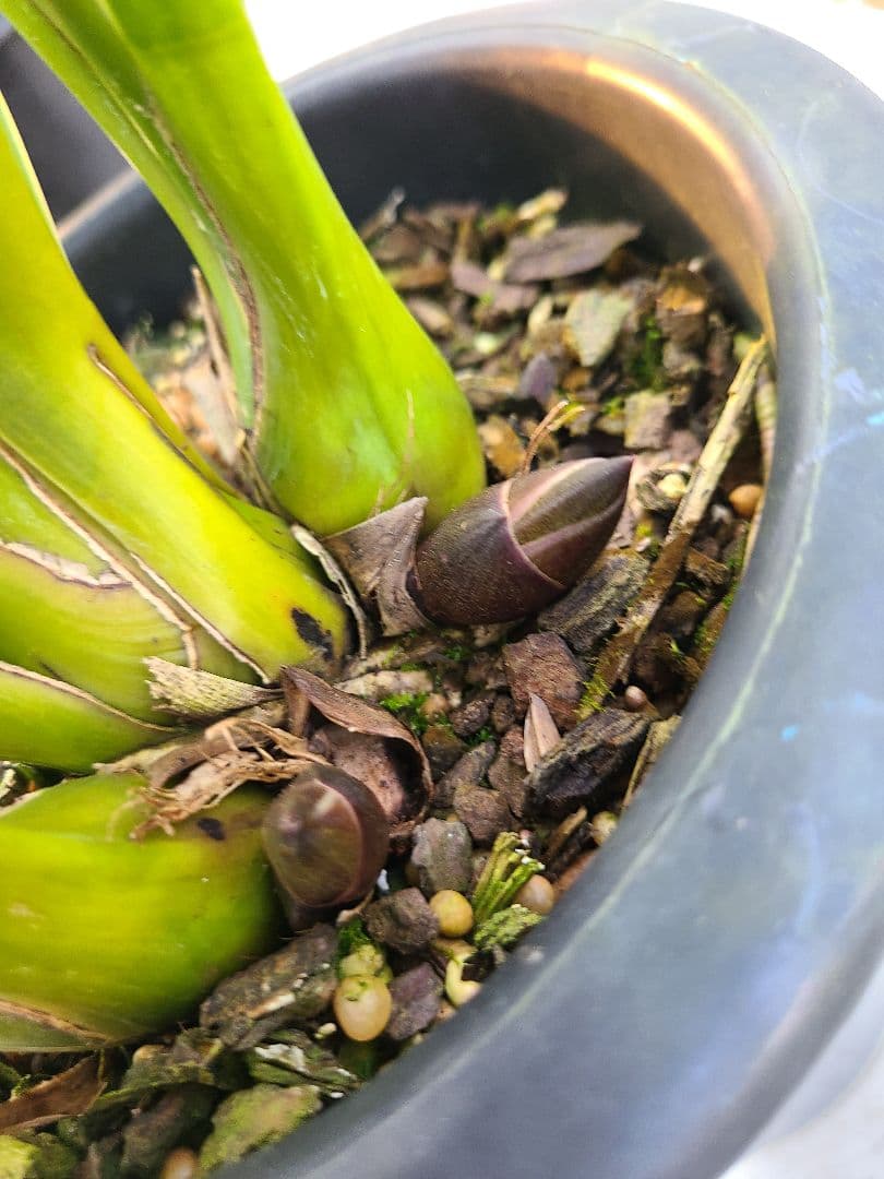 フォアゴットンフルーツ。花芽3個。5鉢セット。蜜蜂誘引蘭。日本蜜蜂