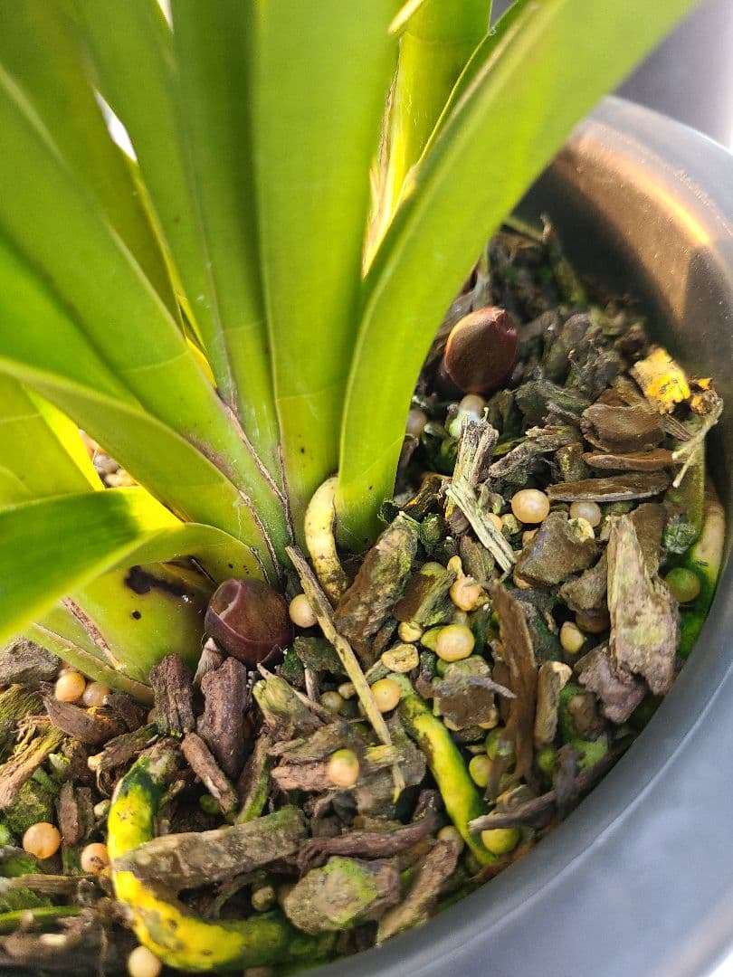 フォアゴットンフルーツ。花芽3個。5鉢セット。蜜蜂誘引蘭。日本蜜蜂