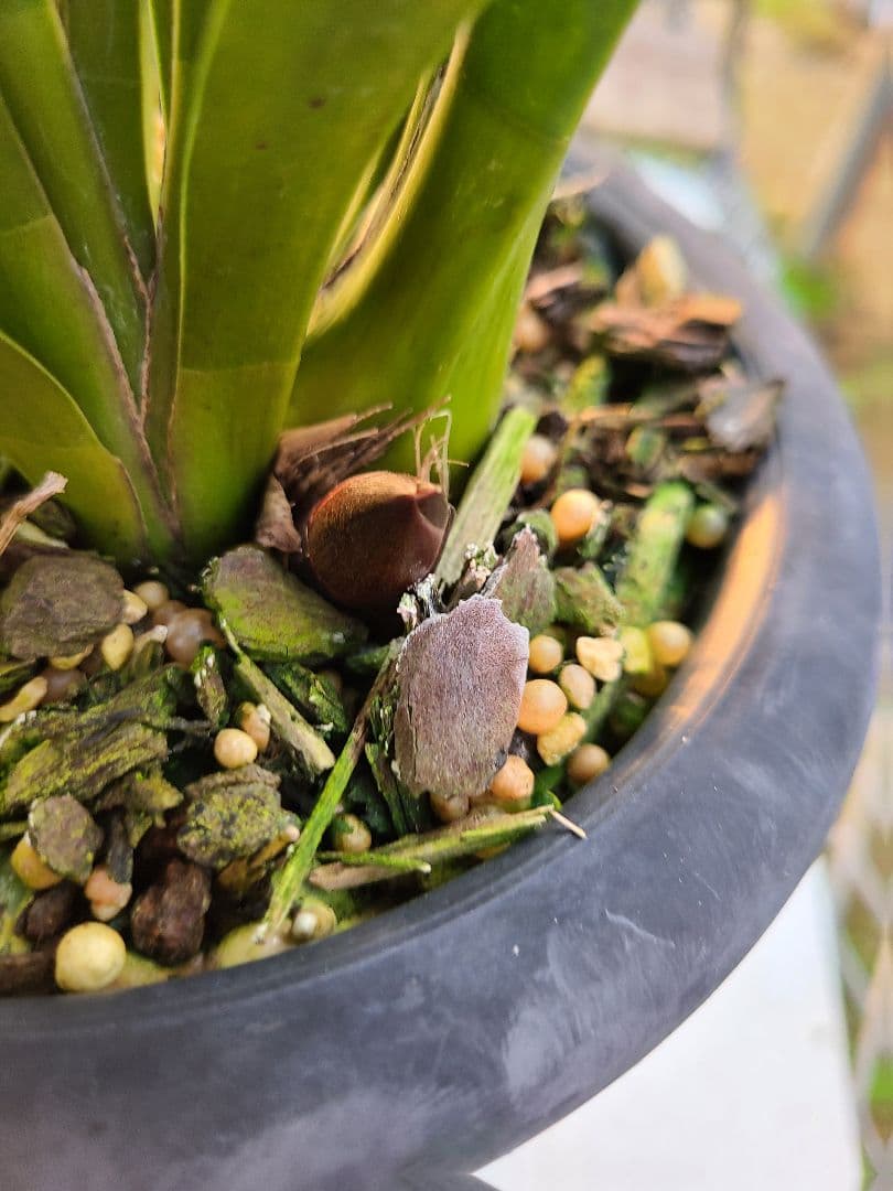 フォアゴットンフルーツ。花芽3個。5鉢セット。蜜蜂誘引蘭。日本蜜蜂